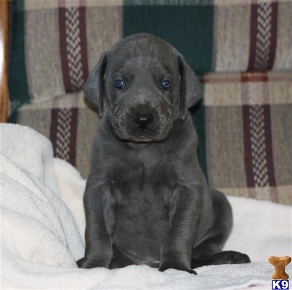 Puppies in SC